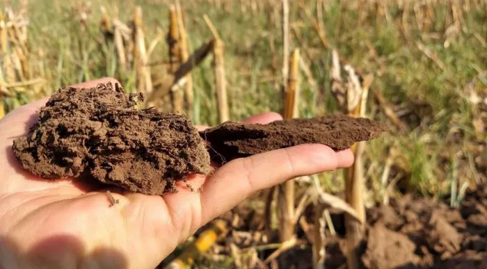 Hand holding rich, healthy soil in a field