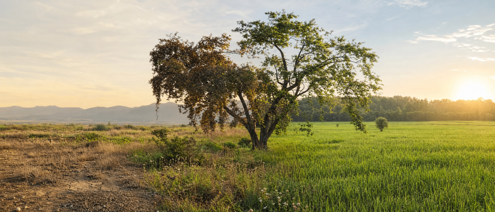 A landscape transitioning from cracked dry earth on the left to lush green grassland on the right, with a single tree at the center